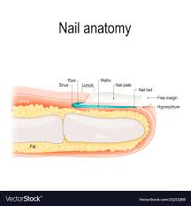 nail anatomy royalty free vector image