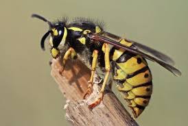 7 Ways Wasps Got Into Your House And