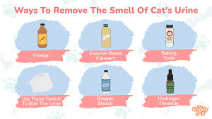 how to get rid of cat smell