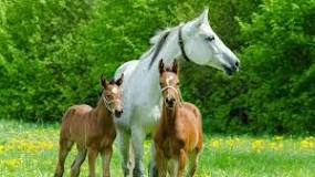 why-cant-a-horse-have-twins