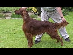 English setter pups for sale. Dog Breed Video Irish Setter Youtube