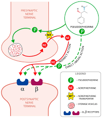 pseudoephedrine benefits
