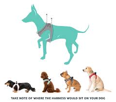 Mint Harness Dog Harness Mini Pinscher Dog Steps