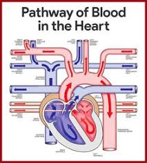 10 Facts About The Human Heart Anatomy Physiology Anatomy