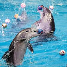 dubai dolphinarium tickets best offers