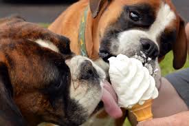 Did you scroll all this way to get facts about puppy ice cream? An Italian Gelateria Is Making Ice Cream For Your Pets