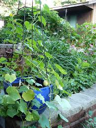 Save Space In The Garden By Growing Up