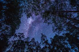 milky way galaxy over tree night sky