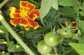 companion planting in the garden with