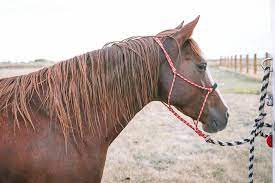 horse hair detangler recipe the