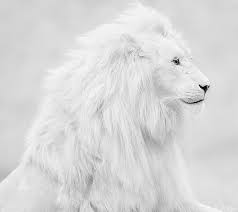 hd white lion wallpapers peakpx