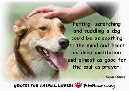 Top the relationship between animals and humans quotes agriculture brought to human beings more than a new way of procuring food. Pets N More Inspiring Quotes For People Who Love Animals