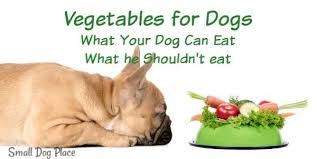 vegetables for dogs 20 nutritious