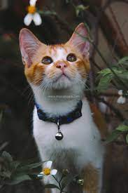Kadang tu sampai ralit melayan mereka. 15 Keping Koleksi Gambar Kucing Comel