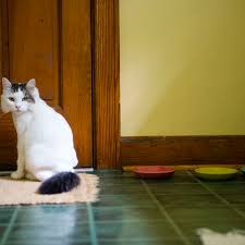 Here are some of the best ways to keep a house clean with cats. Reasons Why Cats Poop On Rugs And How To Stop It