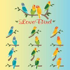lovebirds 4787348 vector art at vecy