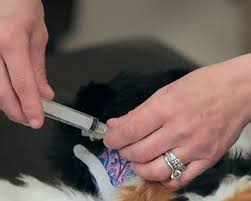 Tube feeding is perhaps the cleanest and most efficient method of hand feeding. Feline Feeding Tube Metropolitan Veterinary Associates