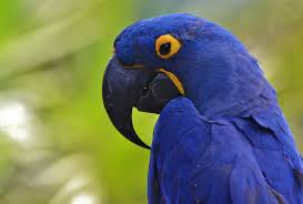 hyacinth macaw the largest parrot in