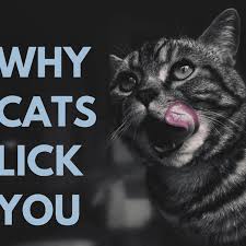 5 reasons why cats lick their owners