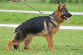 German Shepherds Weight And Height The Complete Guide And