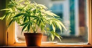 how to grow weed on your windowsill