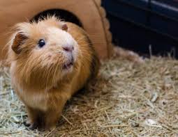 Does Guinea Pigs Smell Aroma