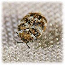 learn more about carpet beetles