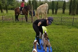 goat yoga and horse yoga