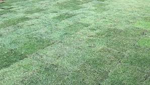 How To Get Your Newly Sodded Lawn Off To A Healthy Start