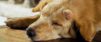 Lachowicz point to three key indicators any sign or symptom that is out of the ordinary and progressive needs to be evaluated, whether it's an older pet or a younger pet, he says. What You Need To Know About Dog Cancer Symptoms And Treatment