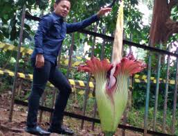 External link plants of the world online, kewscience. Corpse Flower Alive And Kicking At Bogor Botanical Gardens Environment The Jakarta Post