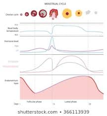Royalty Free Menstrual Cycle Chart Stock Images Photos