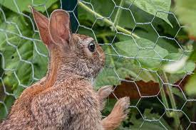Plants That Repel And Keep Rabbits Out
