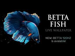 betta fish live wallpaper free v1 0