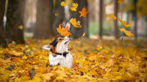 20 Animals in Autumn Wallpapers - Wallpaperboat