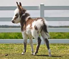 Image result for donkeys in the hills of Cali