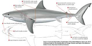 Carcharodon Carcharias Shark References