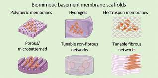 Mimicking The Natural Basement Membrane