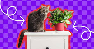 Cat Safe House Plants 21 Options And