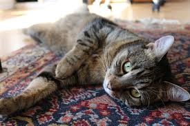 bacterial infections in cats causes