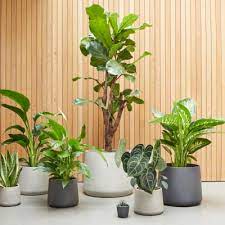 Indoor Plant And Houseplant Delivery