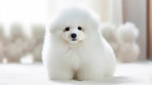 white dog with a fluffy coat sits