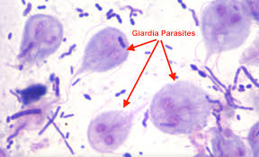 giardia parasite in dogs what you need