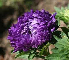 Does anyone have any perennial flower suggestions for zone 6? Perennial Plants That Grow In Zone 6 Ehow Perennial Plants Plants Perennials