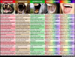 Chart Describing Carnivore Omnivore Herbivore Fruitivore