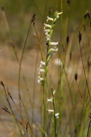 File:Spiranthes aestivalis PID1905-1.jpg - Wikimedia Commons