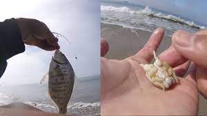 surf fishing with live sand crabs for