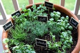 Container Herb Garden Combinations