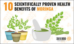 moringa oleifera 10 scientifically