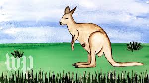 what happens inside a kangaroo s pouch